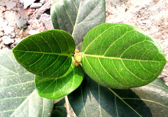 Seedlings of a beautiful banyan tree growing beside a drain line