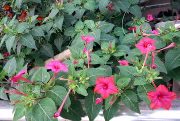 Mirabilis jalapa Marvel of Peru &ndash; strongly scented funnel-shaped deep pink flowers with ruffled petals, four o'clock flower