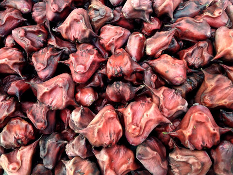 Water chestnut stock on shop (trapa natans fruits). It grows at end of plant stem in water. Red cover, the eatable fruit inside is white.