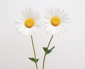 Captivating Beauty: A Mesmerizing Duo of Daisies on a Pristine White Backdrop Generative AI