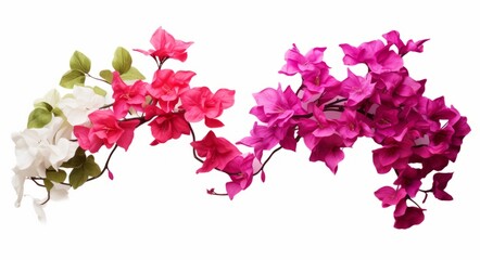 Exploring The Diverse Beauty: Two Stunning Varieties of Bougainvilleas Generative AI