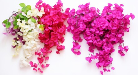 Fototapeta premium Unveiling the Diversity: Stunning Comparison of Two Unique Bougainvillea Varieties! Generative AI