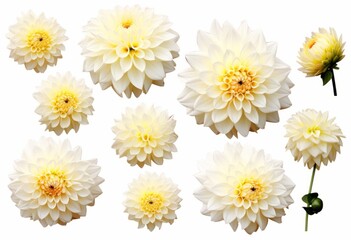 Stunning Display of Pristine White Dahlias: An Unmatched Symbol of Purity and Strength Generative AI
