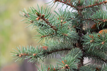 ?lose-up of the tree in the woods at Christmas.