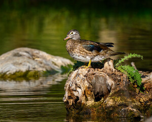 Female Wood Duck
