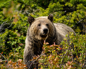 Fototapeta premium Grizzly Bear