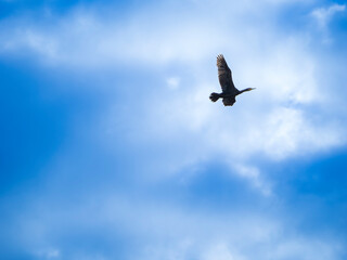 青空を舞う川鵜