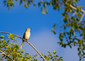 Perched Mockingbird