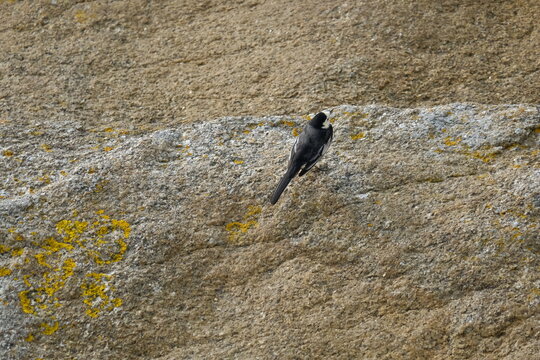 Bergeronnette sur les rochers .