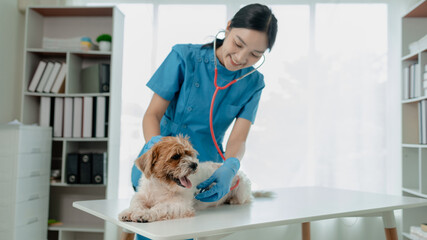 Veterinarian is working in animal hospital, A veterinarian is examining a dog to see what disease...