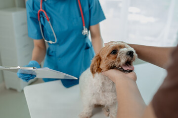 Veterinarian is working in animal hospital, A veterinarian is examining a dog to see what disease it is suffering from, The little dog was being examined by a veterinarian at a clinic.
