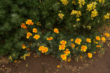 Tufted Poppy , Eschscholzia caespitosa , orange color  wildflowers and yellow Lupine  in nature in California, Point Reyes National Seashore
