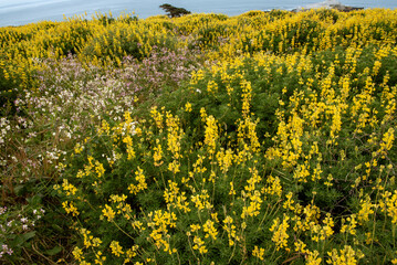 Tufted Poppy , Eschscholzia caespitosa , orange color  wildflowers and yellow Lupine  in nature in California, Point Reyes National Seashore - 684021394