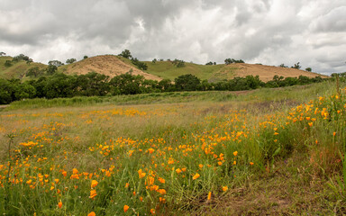 Panoramic view from trail at the Lagoon Valley Park in Vacaville, California, USA,featuring blooming Eschscholzia californica, the California poppy - 684021520