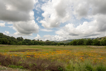 Panoramic view from trail at the Lagoon Valley Park in Vacaville, California, USA,featuring blooming Eschscholzia californica, the California poppy - 684021592