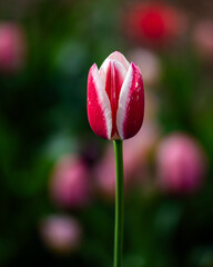 Kelly Triumph Tulip in a garden, shallow depth of field with copy-space, one flower, close-up - 684021725