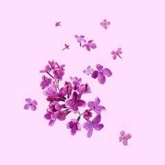 Beautiful lilac flowers falling on pink background