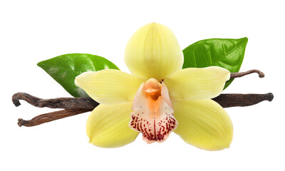 Fototapeta na wymiar Vanilla pods, green leaves and yellow flower isolated on white