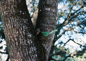 Squirrels at the park