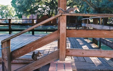 Squirrels at the park