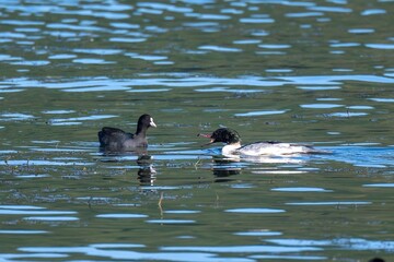 オオバンを威嚇するカワアイサ オス