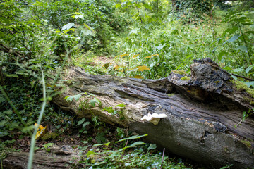 Fototapeta na wymiar White Mushroom on Bark of a Fallen Tree with a Fly on It