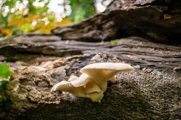 White Mushroom on Bark of a Fallen Tree with a Fly on It