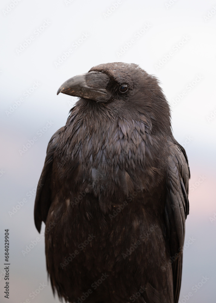 Wall mural vertical portrait of a raven in the soft light of a cloudy day with the muted colors of bryce canyon