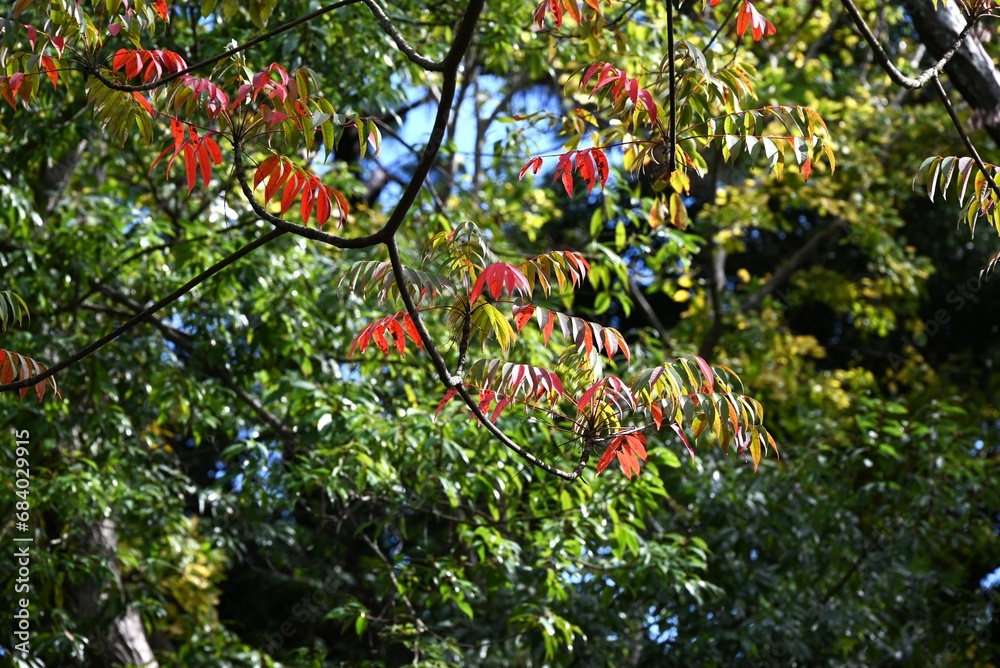 Poster Japanese wax tree autumn leaves. This tree has been cultivated since ancient times to extract wax from its fruit, which is used as a raw material for Japanese candles and cosmetics.