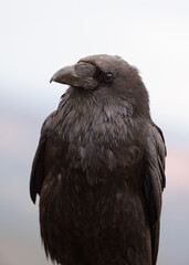Vertical portrait of a raven in the soft light of a cloudy day with the muted colors of Bryce...