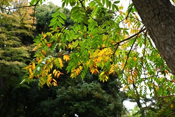 Japanese wax tree autumn leaves. This tree has been cultivated since ancient times to extract wax from its fruit, which is used as a raw material for Japanese candles and cosmetics.