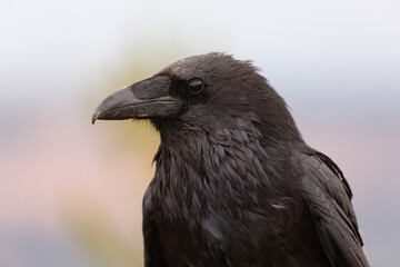 Portrait of a raven with a background of muted color from the landscape of Bryce Canyon Utah, USA on a cloudy day