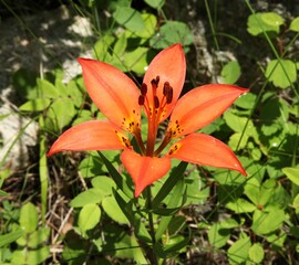 Wood Lily (Lilium philadelphicum) red orange wildflower in Beartooth Mountains, Montana