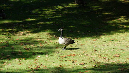Obraz na płótnie Canvas The migrate wild goose having a rest on the grass land with the warm sunlight