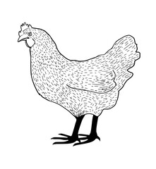 Chicken Drawing