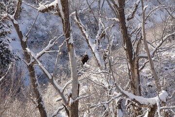 Currant Creek Wildlife, Bald Eagles