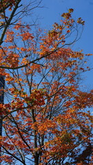 The colorful and beautiful leaves on the trees in autumn