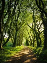 a path through a forest