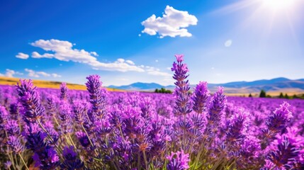Obraz premium a field of purple flowers