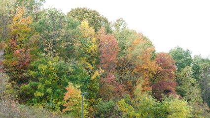 The colorful and beautiful leaves on the trees in autumn