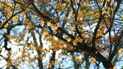The colorful and beautiful leaves on the trees in autumn