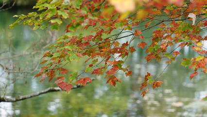The colorful and beautiful leaves on the trees in autumn