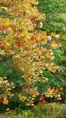 The colorful and beautiful leaves on the trees in autumn