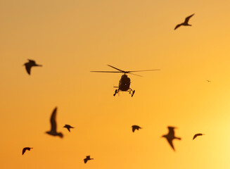 Helicopter above a flock of seagulls