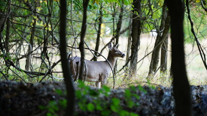 The cute deer staring at me alertly in the forest
