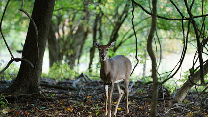 The cute deer staring at me alertly in the forest
