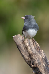  dark-eyed junco (Junco hyemalis)