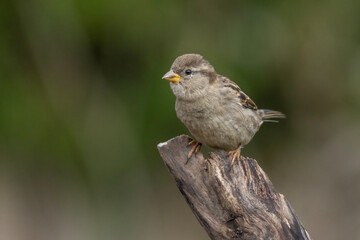 house sparrow (Passer domesticus)