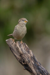 house sparrow (Passer domesticus)
