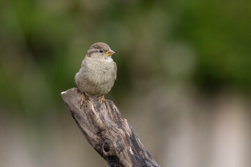 house sparrow (Passer domesticus)